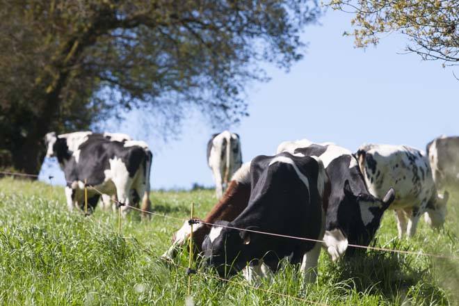 Los beneficios de la leche A2